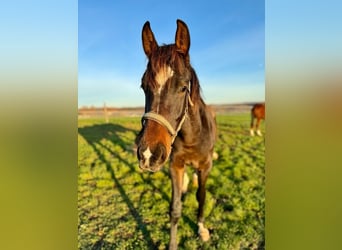 Westfaliano, Castrone, 4 Anni, 167 cm, Baio