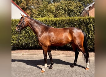 Westfaliano, Castrone, 4 Anni, 167 cm, Baio scuro