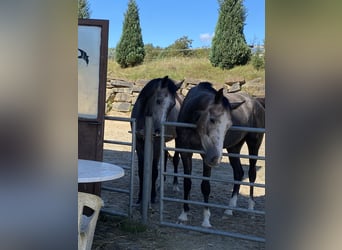 Westfaliano, Castrone, 4 Anni, 167 cm, Grigio