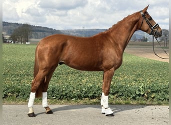 Westfaliano, Castrone, 4 Anni, 167 cm, Sauro