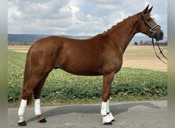 Westfaliano, Castrone, 4 Anni, 167 cm, Sauro