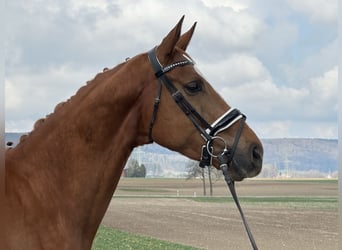 Westfaliano, Castrone, 4 Anni, 167 cm, Sauro