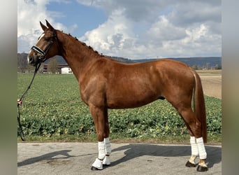 Westfaliano, Castrone, 4 Anni, 167 cm, Sauro