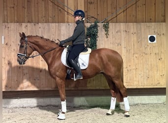 Westfaliano, Castrone, 4 Anni, 167 cm, Sauro
