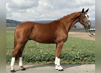Westfaliano, Castrone, 4 Anni, 167 cm, Sauro
