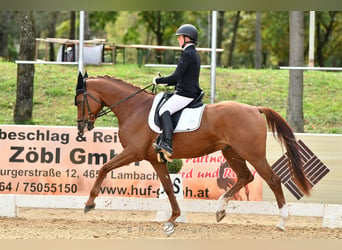 Westfaliano, Castrone, 4 Anni, 167 cm, Sauro