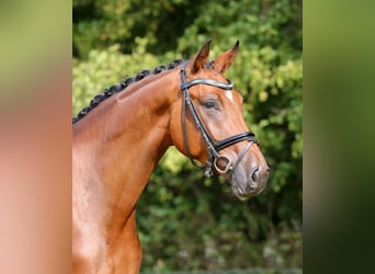 Westfaliano, Castrone, 4 Anni, 168 cm, Baio