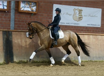 Westfaliano, Castrone, 4 Anni, 168 cm, Baio