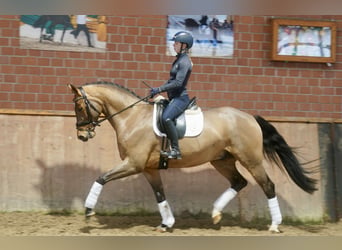 Westfaliano, Castrone, 4 Anni, 168 cm, Baio