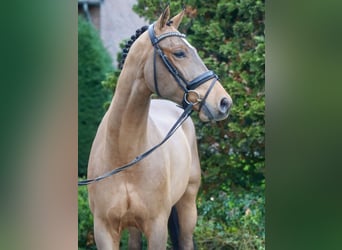 Westfaliano, Castrone, 4 Anni, 168 cm, Baio