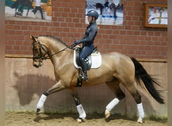 Westfaliano, Castrone, 4 Anni, 168 cm, Baio