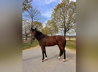 Westfaliano, Castrone, 4 Anni, 168 cm, Baio