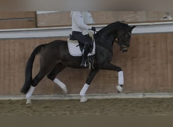 Westfaliano, Castrone, 4 Anni, 168 cm, Baio