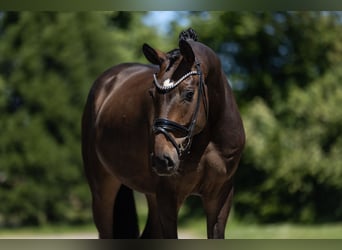 Westfaliano, Castrone, 4 Anni, 168 cm, Baio