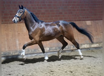 Westfaliano, Castrone, 4 Anni, 168 cm, Baio