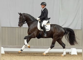 Westfaliano, Castrone, 4 Anni, 168 cm, Baio nero