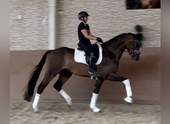 Westfaliano, Castrone, 4 Anni, 168 cm, Baio scuro