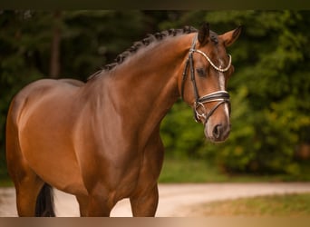 Westfaliano, Castrone, 4 Anni, 168 cm, Baio scuro