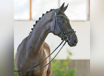 Westfaliano, Castrone, 4 Anni, 168 cm, Baio scuro