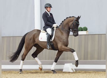 Westfaliano, Castrone, 4 Anni, 168 cm, Baio scuro