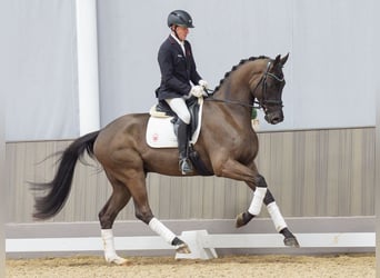 Westfaliano, Castrone, 4 Anni, 168 cm, Baio scuro