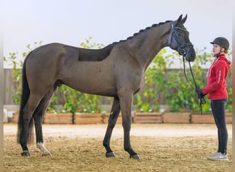 Westfaliano, Castrone, 4 Anni, 168 cm, Baio scuro