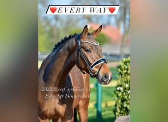 Westfaliano, Castrone, 4 Anni, 168 cm, Baio scuro