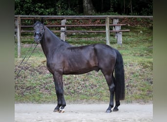 Westfaliano, Castrone, 4 Anni, 168 cm, Morello
