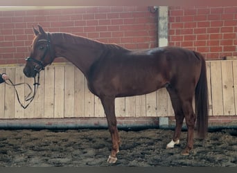 Westfaliano, Castrone, 4 Anni, 168 cm, Sauro