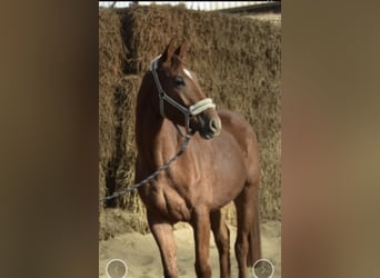 Westfaliano, Castrone, 4 Anni, 168 cm, Sauro