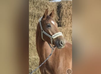 Westfaliano, Castrone, 4 Anni, 168 cm, Sauro