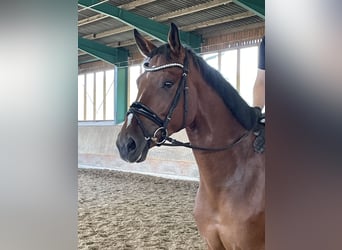 Westfaliano, Castrone, 4 Anni, 169 cm, Baio