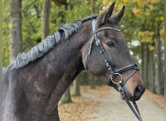 Westfaliano, Castrone, 4 Anni, 169 cm, Baio