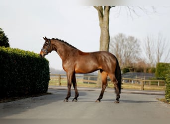 Westfaliano, Castrone, 4 Anni, 169 cm, Baio scuro