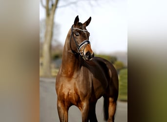 Westfaliano, Castrone, 4 Anni, 169 cm, Baio scuro