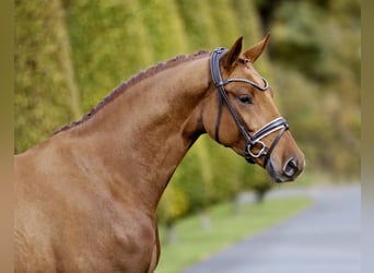 Westfaliano, Castrone, 4 Anni, 169 cm, Sauro