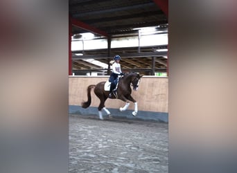 Westfaliano, Castrone, 4 Anni, 169 cm, Sauro scuro