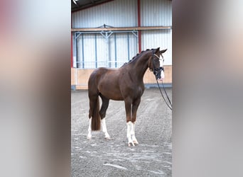Westfaliano, Castrone, 4 Anni, 169 cm, Sauro scuro