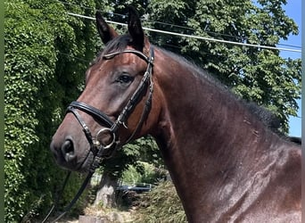 Westfaliano, Castrone, 4 Anni, 170 cm, Baio