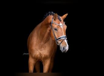 Westfaliano, Castrone, 4 Anni, 170 cm, Baio