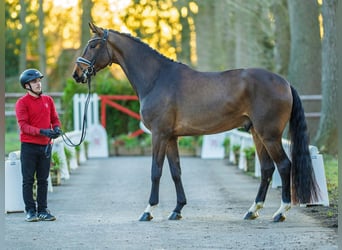 Westfaliano, Castrone, 4 Anni, 170 cm, Baio