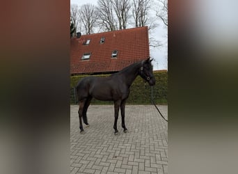 Westfaliano, Castrone, 4 Anni, 170 cm, Baio nero