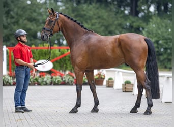 Westfaliano, Castrone, 4 Anni, 170 cm, Baio