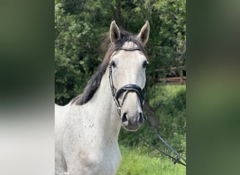 Westfaliano, Castrone, 4 Anni, 170 cm, Grigio