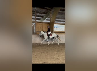 Westfaliano, Castrone, 4 Anni, 170 cm, Grigio
