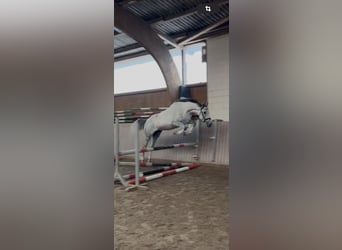 Westfaliano, Castrone, 4 Anni, 170 cm, Grigio