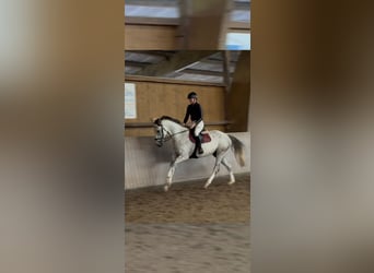 Westfaliano, Castrone, 4 Anni, 170 cm, Grigio