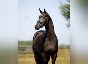 Westfaliano, Castrone, 4 Anni, 170 cm, Morello