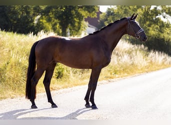 Westfaliano, Castrone, 4 Anni, 170 cm, Morello