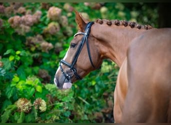 Westfaliano, Castrone, 4 Anni, 170 cm, Sauro